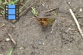 Scene 09 Skipper sucking water from ground